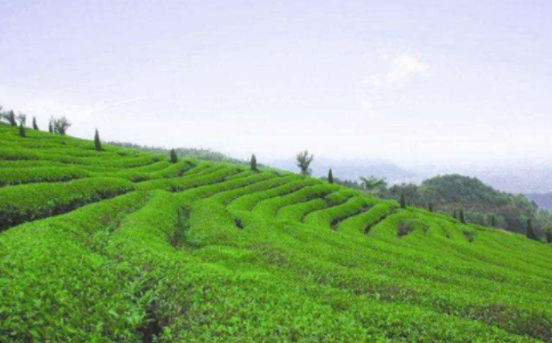 白琳工夫红茶产地在哪里