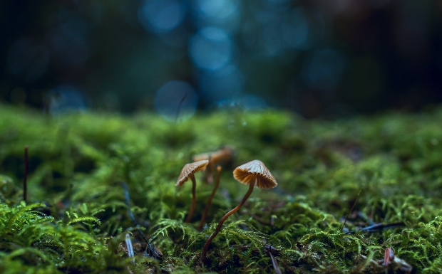 江西狗牯脑茶属于什么茶