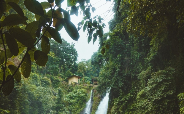 天山绿茶