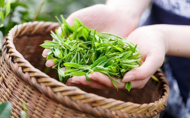 冲泡普龙茶需要洗茶吗