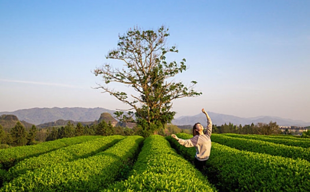 江山绿牡丹茶是红茶吗