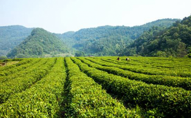 远安黄茶产地