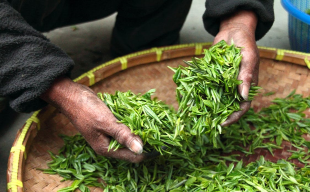 铁罗汉茶的由来