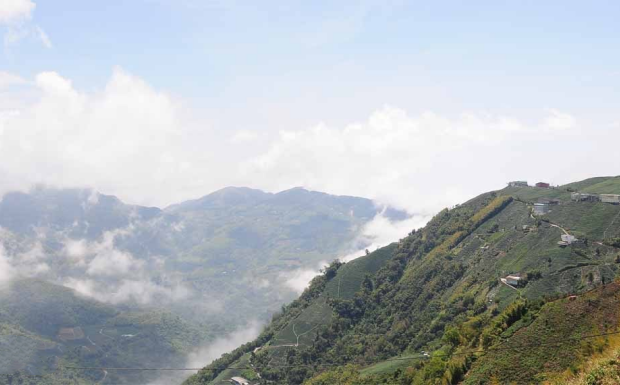 冻顶乌龙茶产地哪里