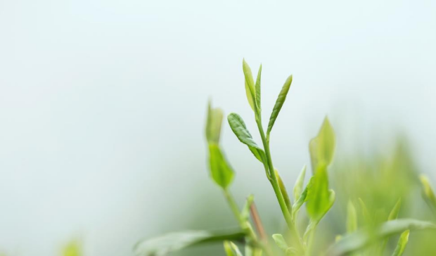 半天夭武夷岩茶传说是什么