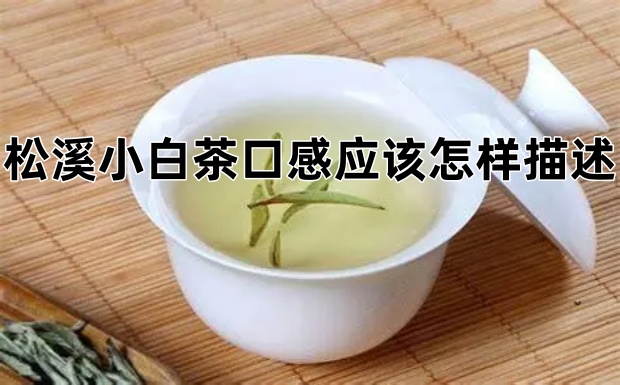 松溪小白茶的口感应该怎样描述