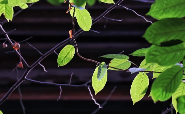 西湖龙井茶怎么样